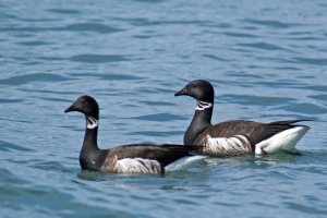 Brant Geese